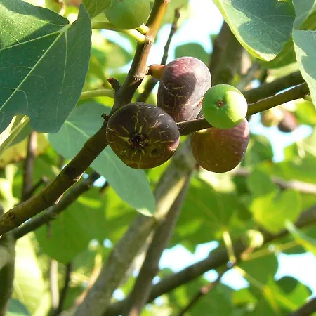 La Vinca * 키우시