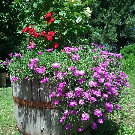 La Vinca *